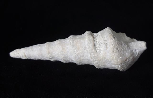 Eunerinea defrancei (DESHAYES 1833) - Bild © FossNet FossilienStore
